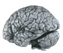 External View of a Human Brain