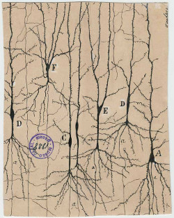 Image by Santiago Ramon y Cajal