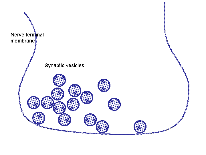 Synaptic Vesicle Release Animation by Dr. Janet Dubinsky