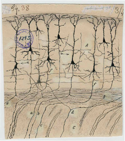 Image of drawing by Santiago Ramón y Cajal